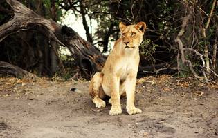 Lion