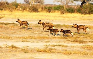 Wild Dog