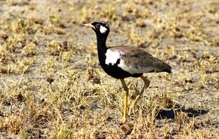 Birding
